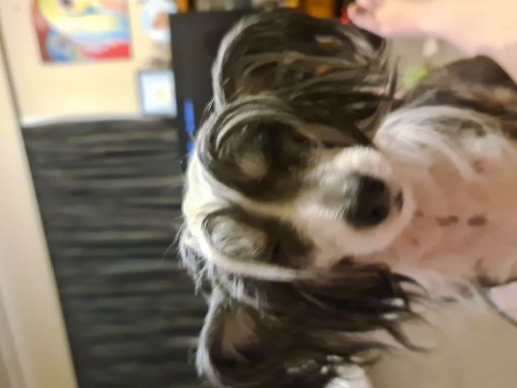 Nz Ch Juleko My Oh My Misty