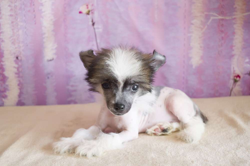 Oro Antenati In Love For You