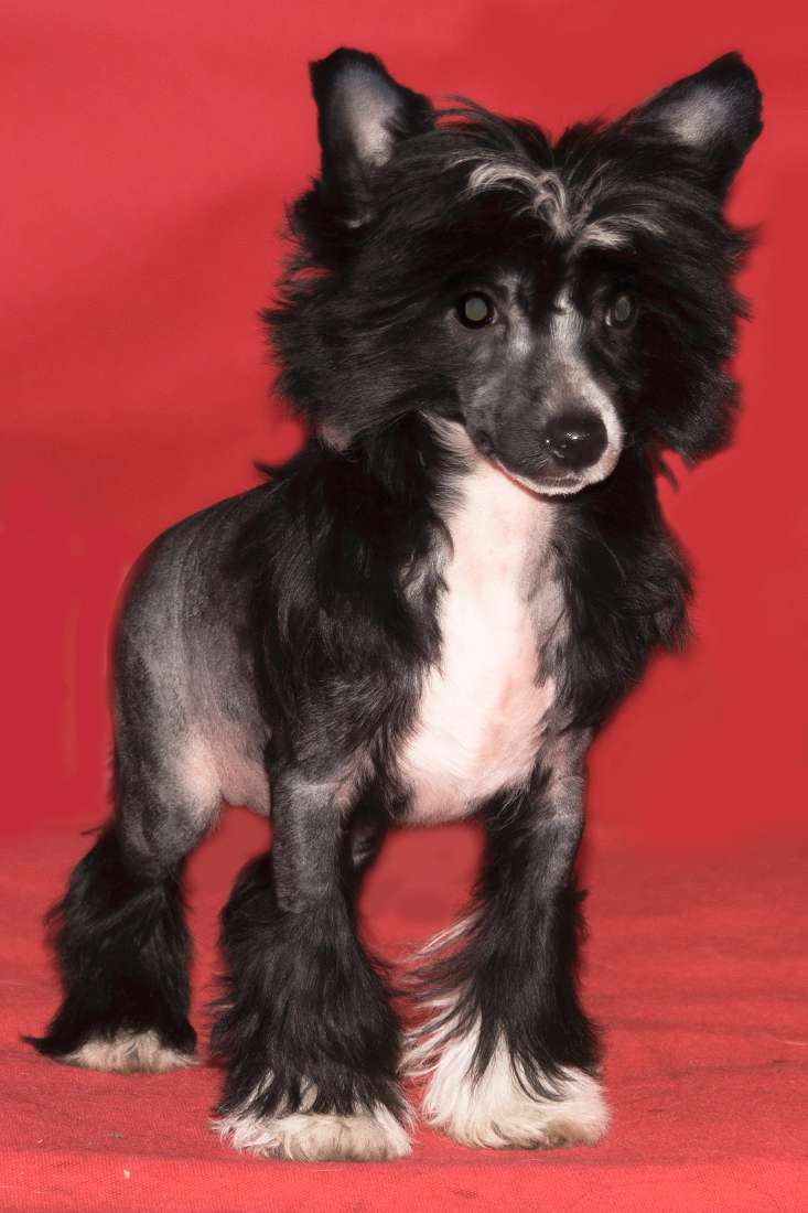 Hello Holly Zaczarowany Flet