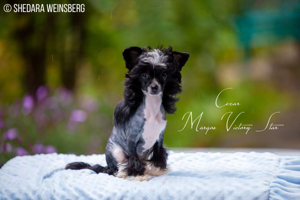 Cezar Margos Victory Star