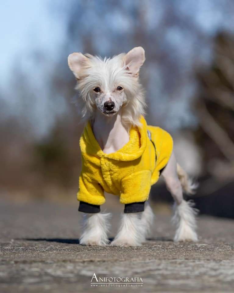 Fabien Pour Lucky Insolite Familier