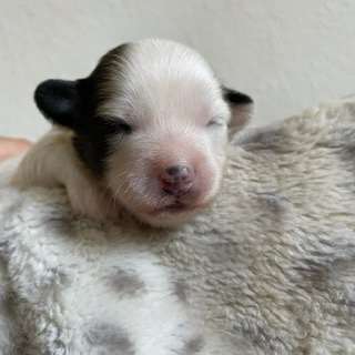 Sunsnoopers Bali Tropical Dream