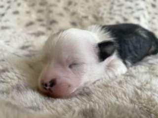 Sunsnoopers Blueberry