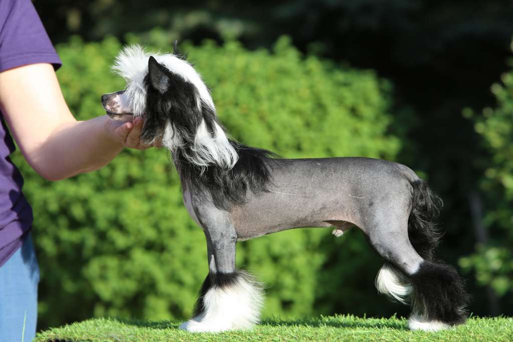 Incanto Del Mondo Kabuki Classic Trend