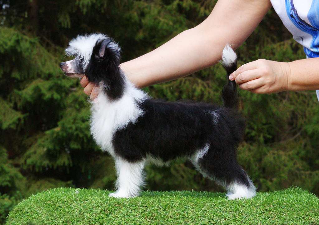 CH. Incanto Del Mondo NeverEnding Story