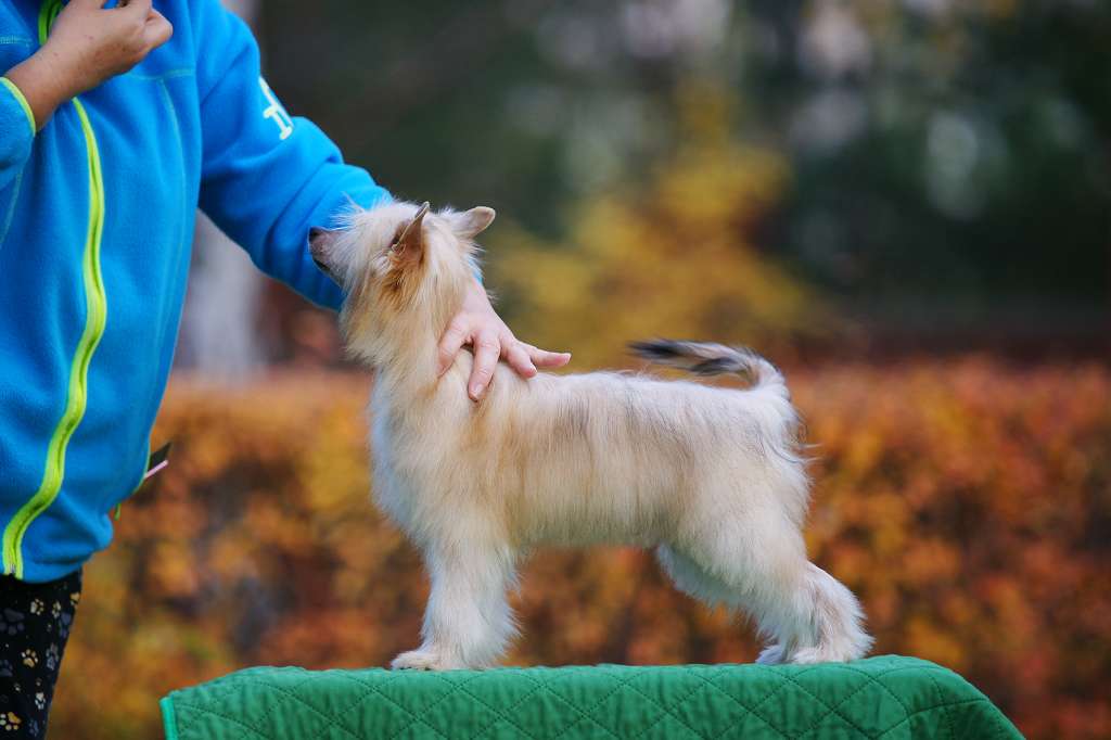 Incanto Del Mondo Optimist