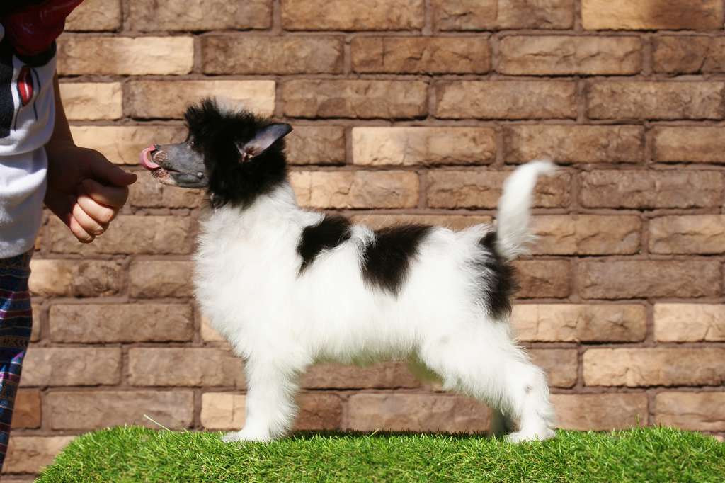 Incanto Del Mondo Odetta