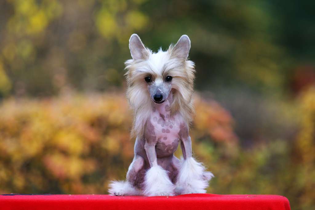 Incanto Del Mondo Poker