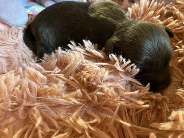 Si Jolie De Fragonnard