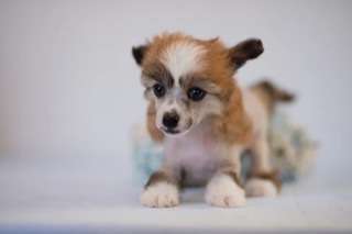 Marydance Honey Tail