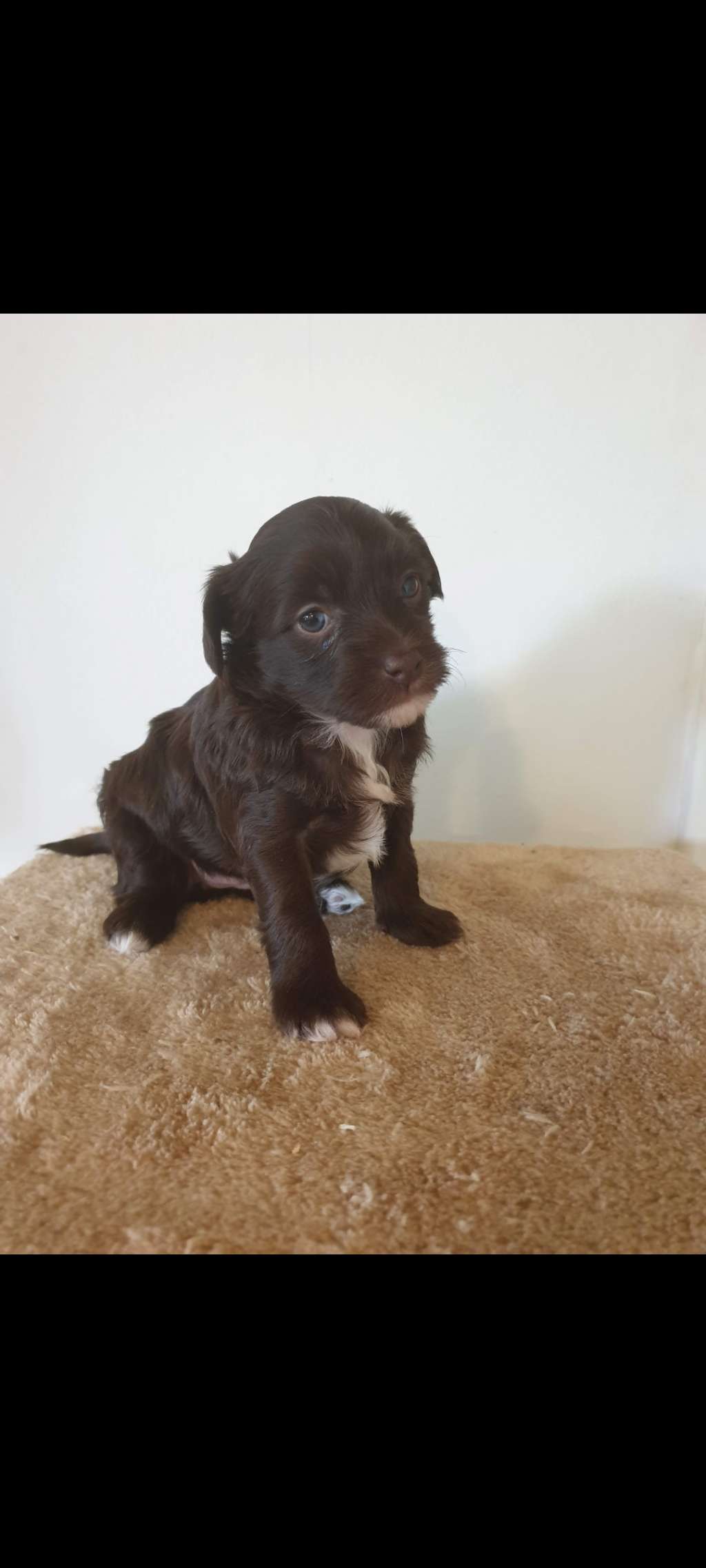 Myrnas Mignon Étoile Lucky Charm