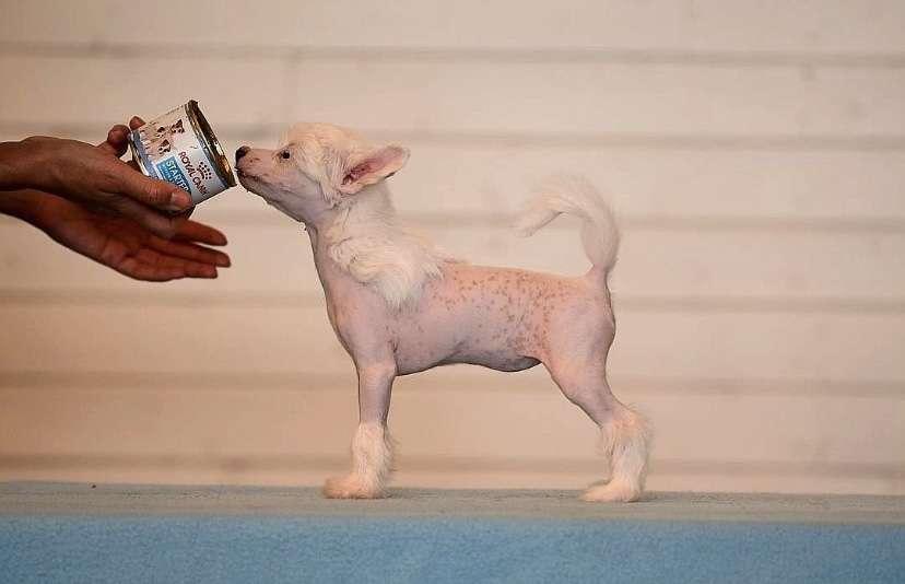 Cerohair Im lovin It