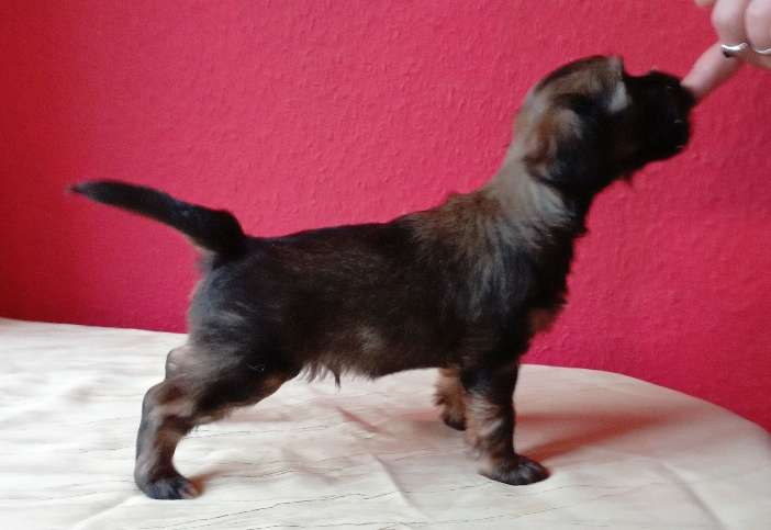 Adrik von den Lawitzer Cavelln