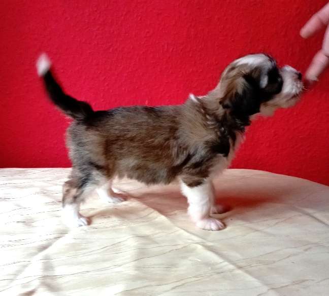 Aurora von den Lawitzer Cavelln