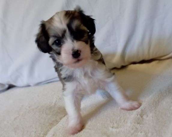 Aurica von den Lawitzer Cavelln