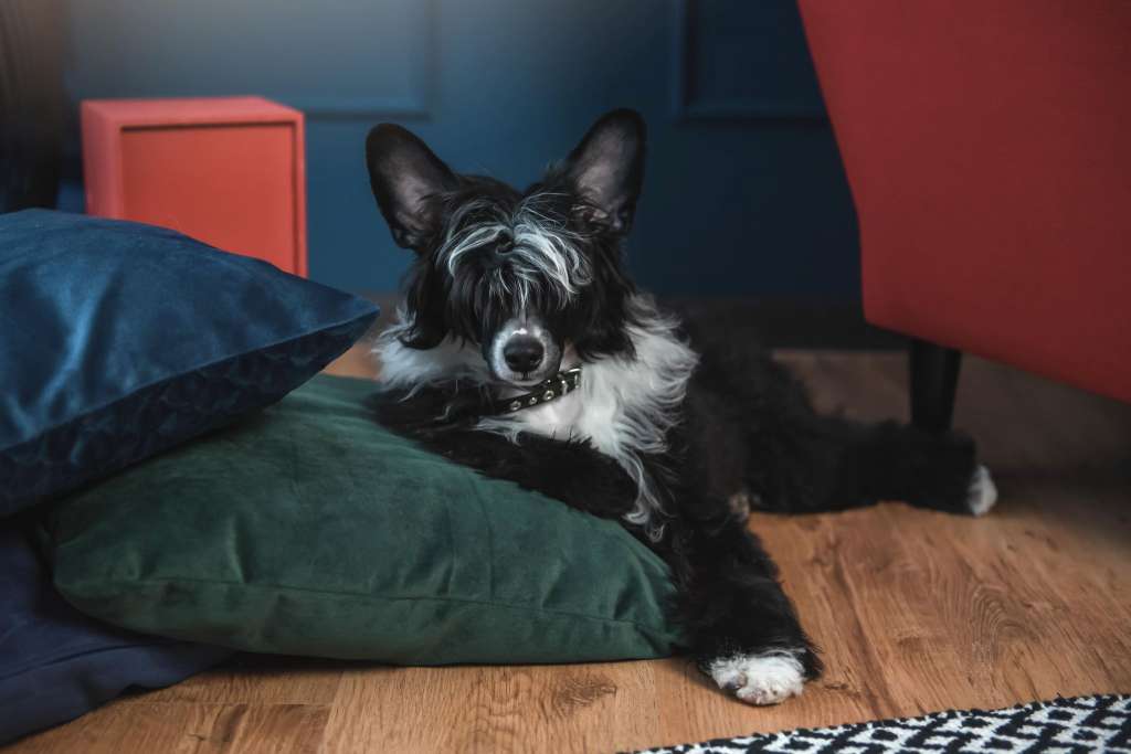 Imagine The Ideal Gambitas