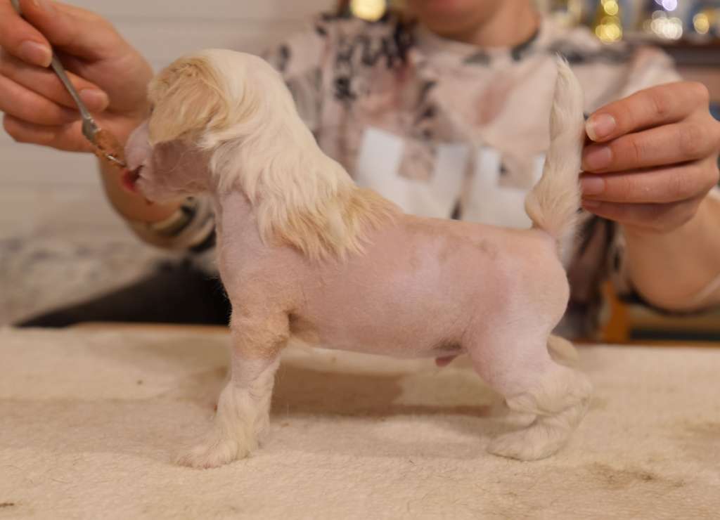 Royalette's Ice Ice Baby