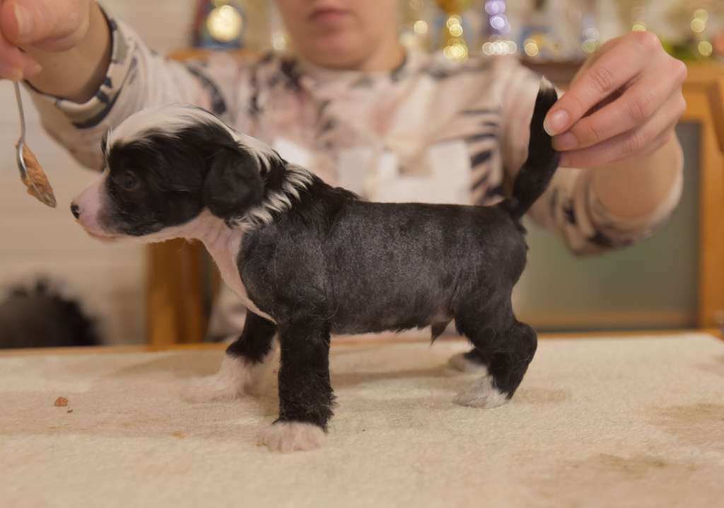 Royalette's In Da Club