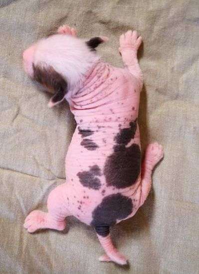 Fundoklia-völgyi Kaszanics