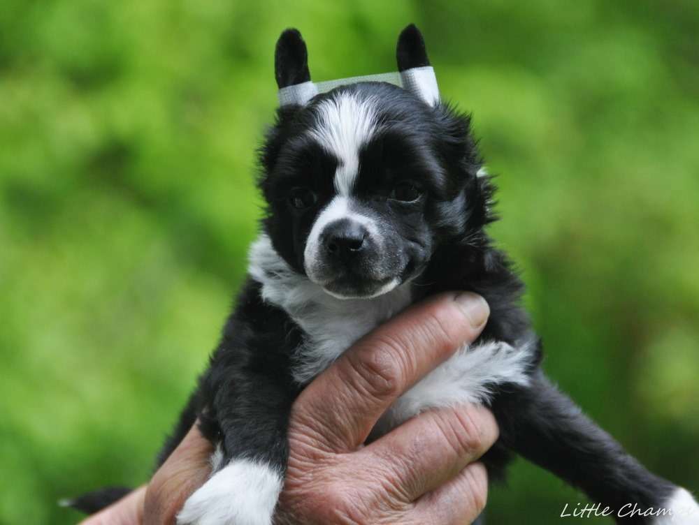 Still loving you Little Champs