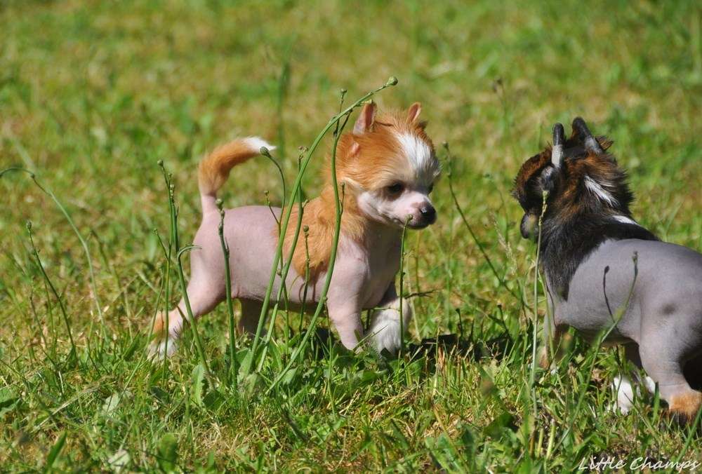 So lovely Little Champs