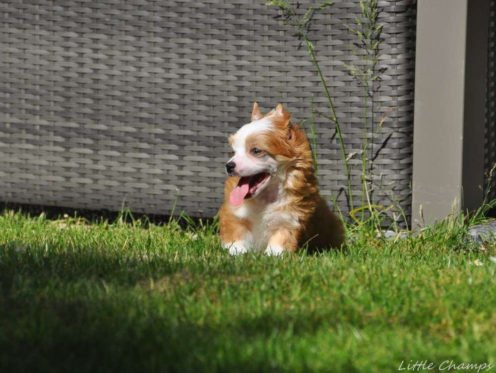 So nice Little Champs