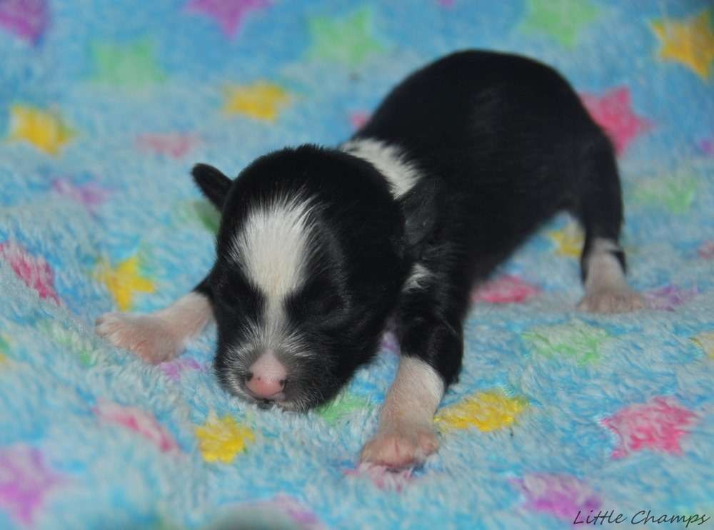 Schoks Little Champs