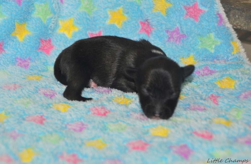 Speculoos Little Champs