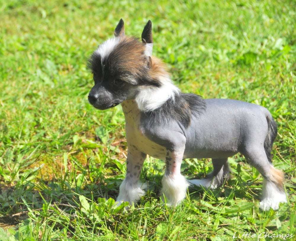 Savane Little Champs