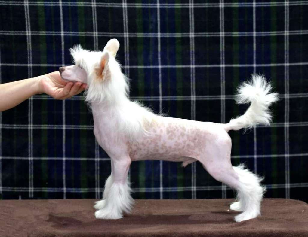 HitLine Ltd Mitchell