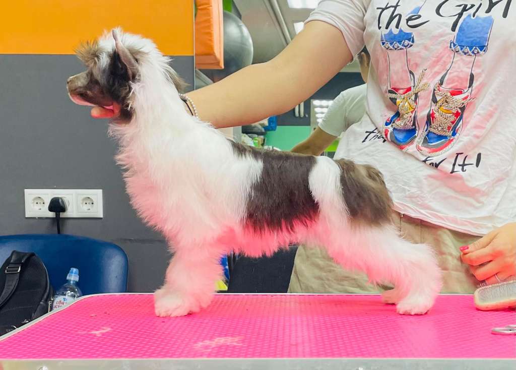 Rolana Family Lavanda