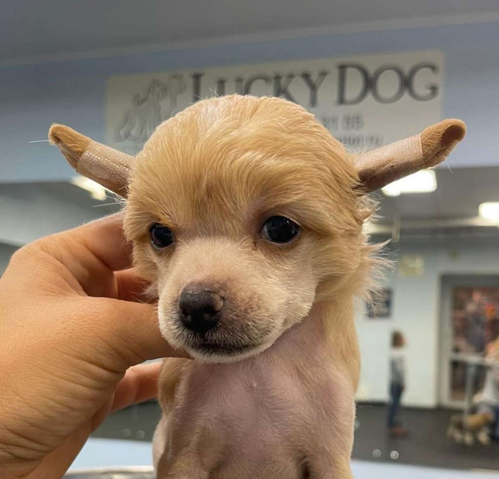 Rolana Family Illania