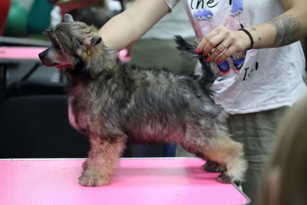 Rolana Family Kourage