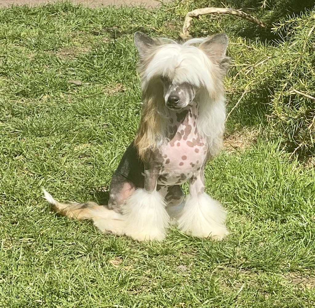 Huxley von Shinbashi