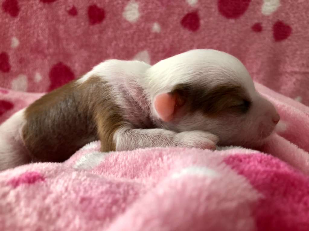 Edcullen's Glade Jagger Swagger