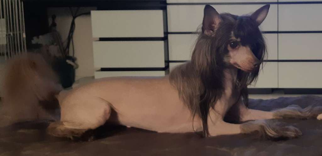 Fausija Jumana Blistatelnaya Eva