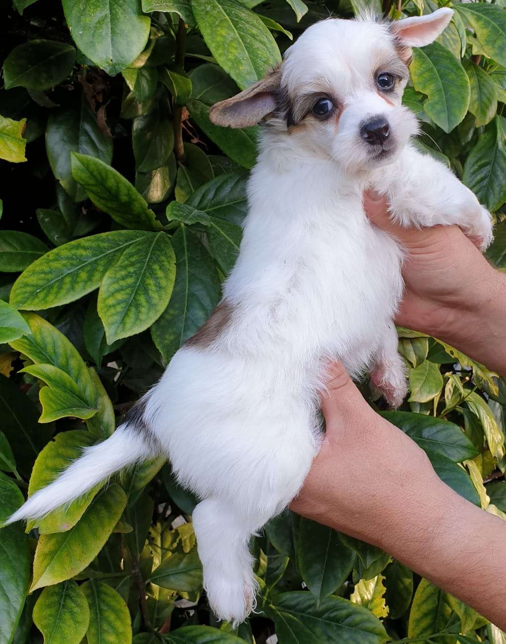 DaVinci Mia Vita Felicita