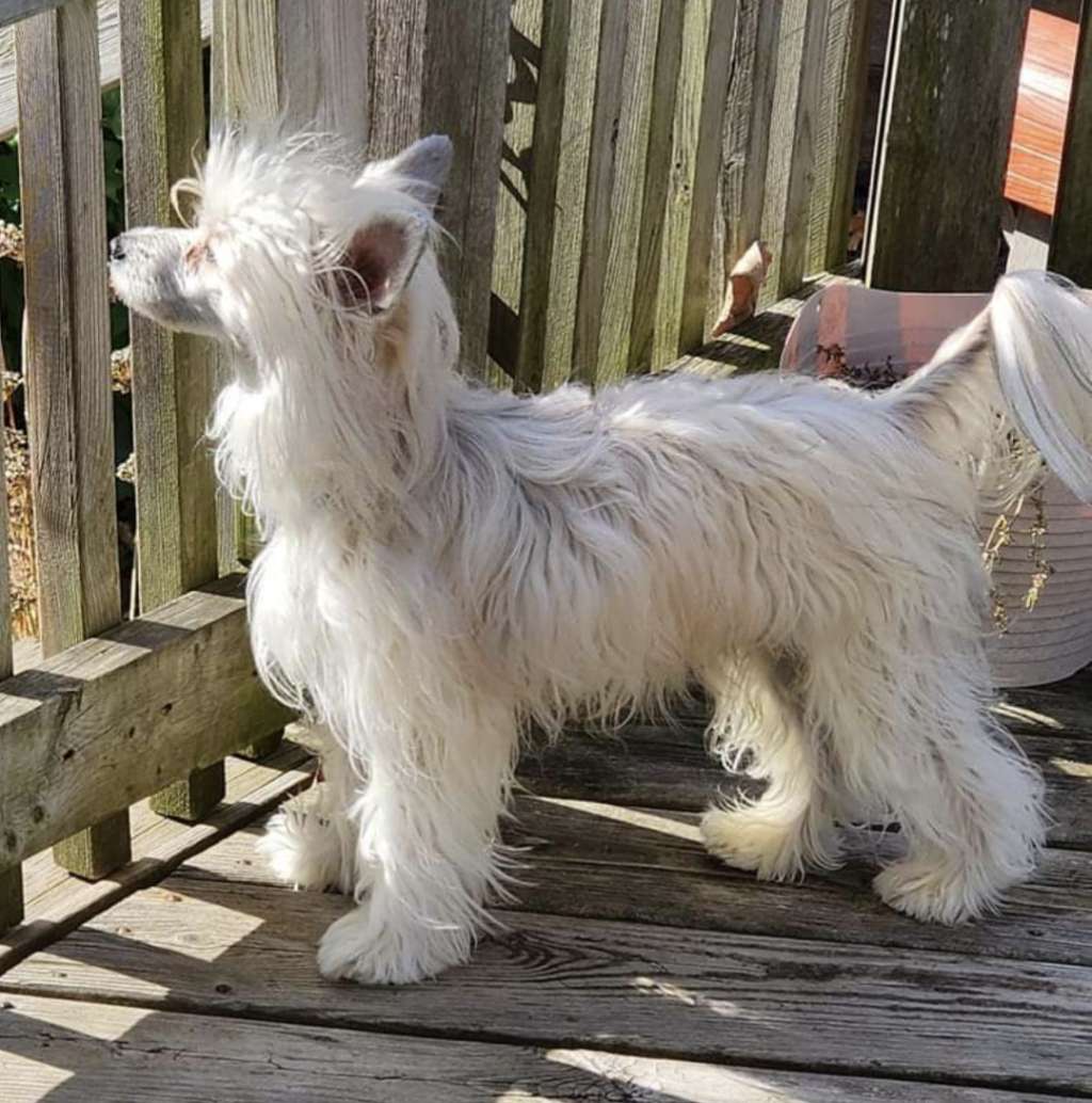 Gardine Born to Perform of Lore