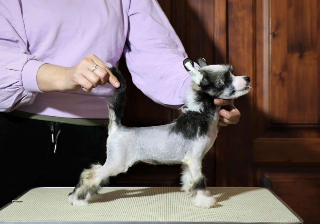 Jullietta di Verona z Valdorfskych lesu