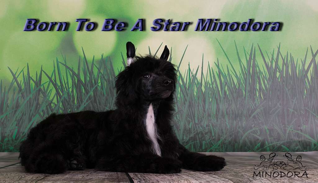 Born To Be A Star Minodora