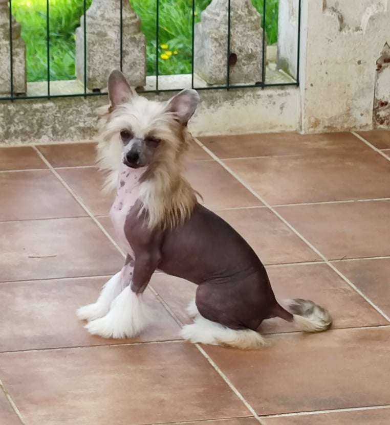 Brave Queen de Almamasan