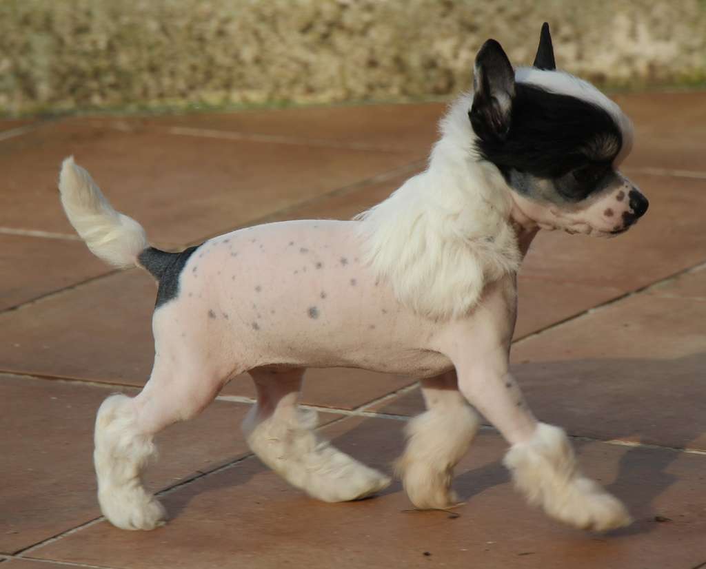 Baby dolly de Almamasan