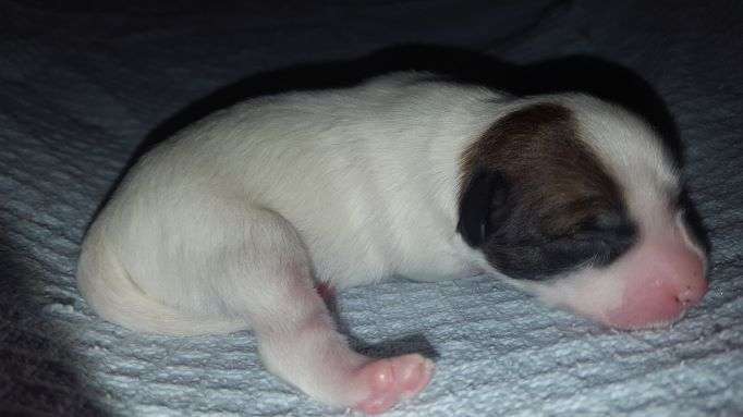 Andrakebyn's Hela Odins Firstborn