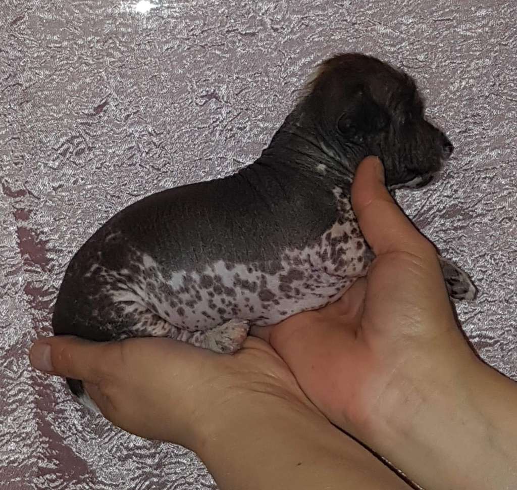 Andrakebyn's Hermod God Of Speed