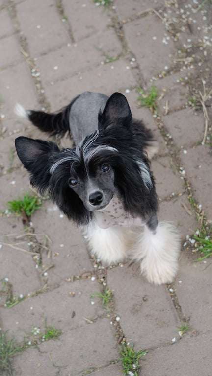 Stella Planet Of Dream