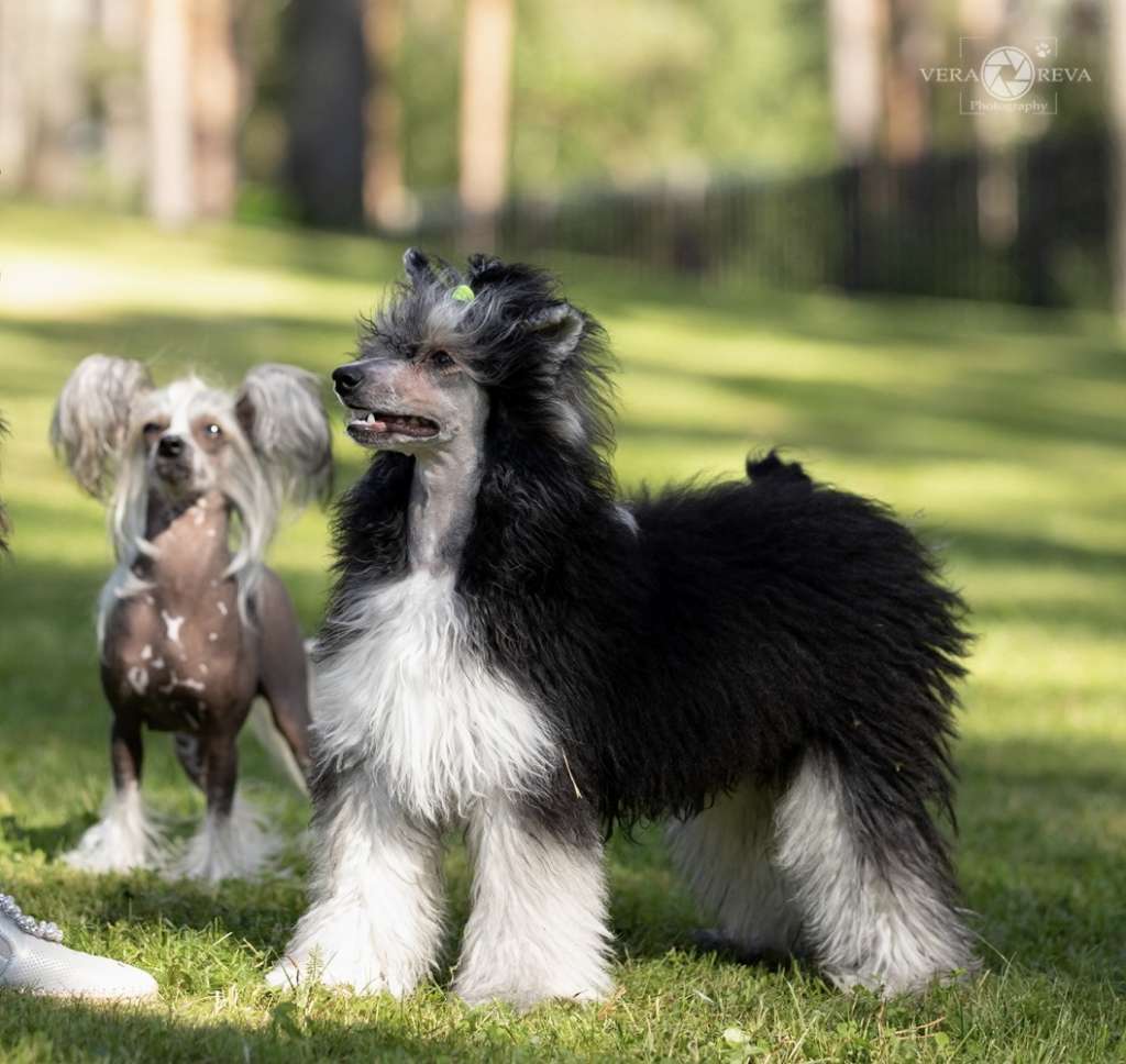 Cladary Triumph Jagjeet Jagger