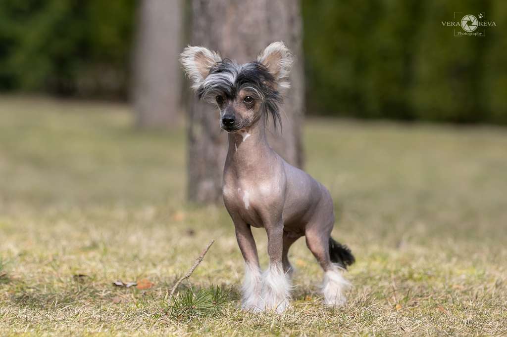 Cladary Triumph Jaydeb Jin