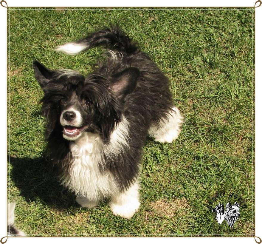 Corrida Exotic World FCI