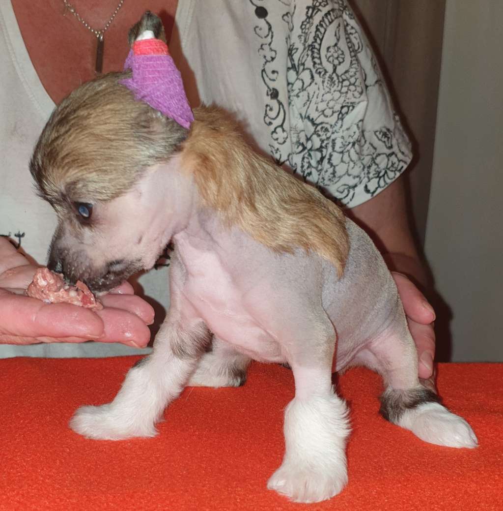 Epadalens Whole Lotta Rosie