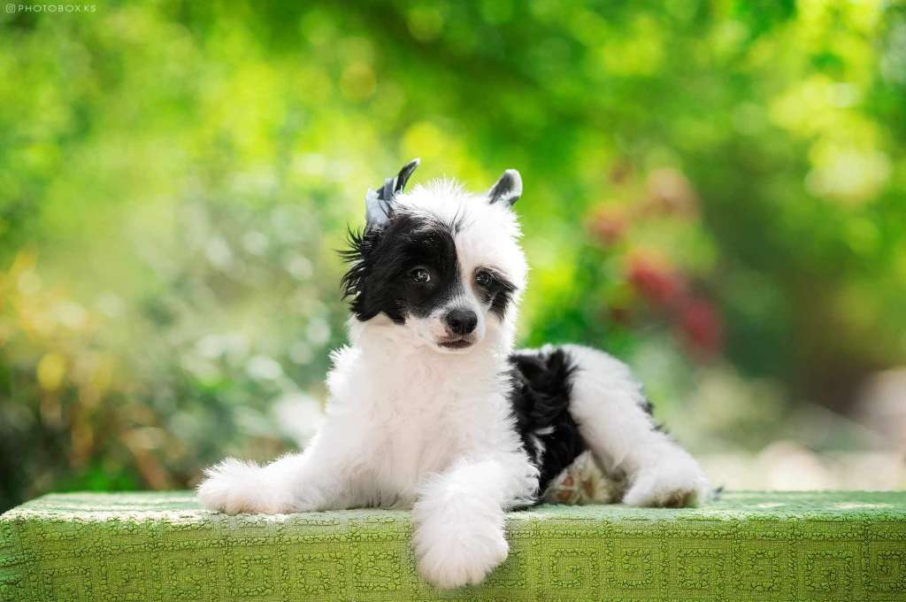 AFRICA Dneprovskoye Solntse